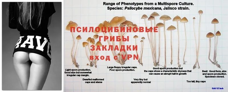 hydra онион  хочу наркоту  Лениногорск  Галлюциногенные грибы Psilocybine cubensis 